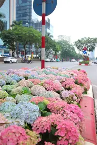 Hanoi blooms with Hydrangeas, bringing a touch of Da Lat to city streets - image 5