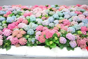 Hanoi blooms with Hydrangeas, bringing a touch of Da Lat to city streets - image 8