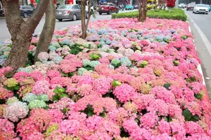 Hanoi blooms with Hydrangeas, bringing a touch of Da Lat to city streets - image 6
