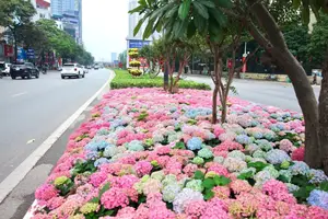Hanoi blooms with Hydrangeas, bringing a touch of Da Lat to city streets - image 3