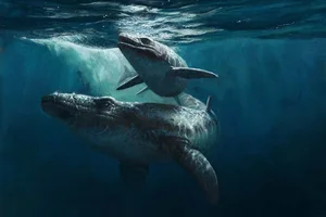 Massive Prehistoric Sea Monster Discovered: The Ancient Pluridens imelaki Mosasaur Uncovered in Morocco's Late Cretaceous Fossil Beds - image 2