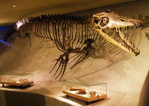 Massive Prehistoric Sea Monster Discovered: The Ancient Pluridens imelaki Mosasaur Uncovered in Morocco's Late Cretaceous Fossil Beds - image 4