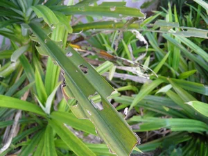 Pandanus Candelabrum: The Extraordinary Plant That Only Grows Above Diamond Deposits - image 5