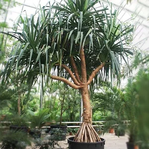 Pandanus Candelabrum: The Extraordinary Plant That Only Grows Above Diamond Deposits - image 3