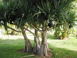 Pandanus Candelabrum: The Extraordinary Plant That Only Grows Above Diamond Deposits - image 0