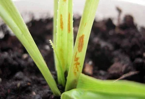 Pandanus Candelabrum: The Extraordinary Plant That Only Grows Above Diamond Deposits - image 4