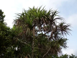 Pandanus Candelabrum: The Extraordinary Plant That Only Grows Above Diamond Deposits - image 2