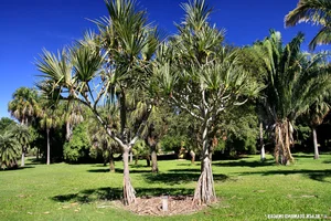 Pandanus Candelabrum: The Extraordinary Plant That Only Grows Above Diamond Deposits - image 1