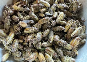 Exploring the Exotic Flavors of Northwest Vietnam's Local Markets - image 14