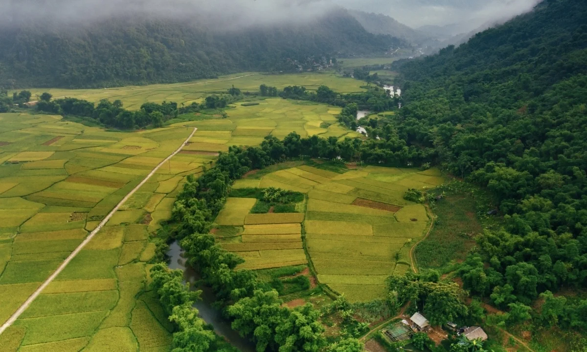 Pu Luong Golden Season: A Guide to the Breathtaking Rice Terrace Harvest in Northern Vietnam