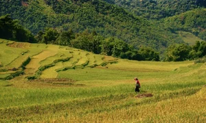 Pu Luong Golden Season: A Guide to the Breathtaking Rice Terrace Harvest in Northern Vietnam - image 2