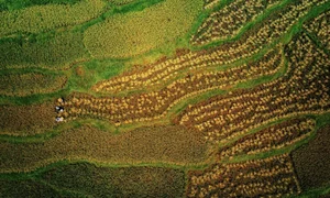 Pu Luong Golden Season: A Guide to the Breathtaking Rice Terrace Harvest in Northern Vietnam - image 5