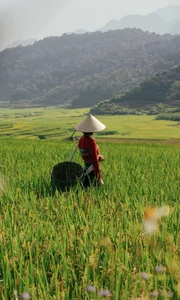 Pu Luong Golden Season: A Guide to the Breathtaking Rice Terrace Harvest in Northern Vietnam - image 8
