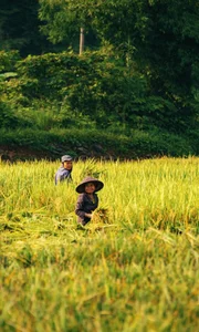Pu Luong Golden Season: A Guide to the Breathtaking Rice Terrace Harvest in Northern Vietnam - image 3