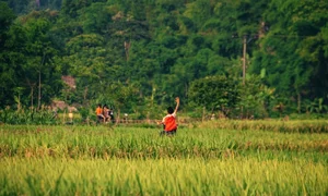 Pu Luong Golden Season: A Guide to the Breathtaking Rice Terrace Harvest in Northern Vietnam - image 4