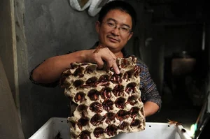 Exploring the World's Most Shocking Cockroach-Based Culinary Dishes - image 9