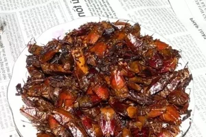 Exploring the World's Most Shocking Cockroach-Based Culinary Dishes - image 2