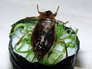 Exploring the World's Most Shocking Cockroach-Based Culinary Dishes - image 4