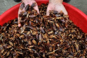 Exploring the World's Most Shocking Cockroach-Based Culinary Dishes - image 1