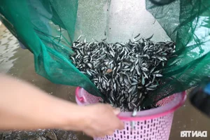 Flavors of the Mekong Delta: Exploring Traditional Cuisine During the Floating Season - image 6
