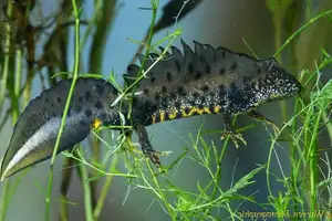 View - Northern Crested Newt: A Legendary Amphibian's Mysterious Underwater Beauty - image 5