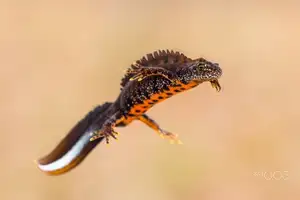 View - Northern Crested Newt: A Legendary Amphibian's Mysterious Underwater Beauty - image 3