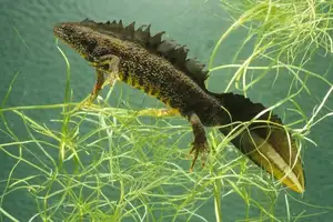 View - Northern Crested Newt: A Legendary Amphibian's Mysterious Underwater Beauty - image 6