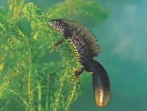 View - Northern Crested Newt: A Legendary Amphibian's Mysterious Underwater Beauty - image 2