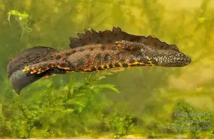 View - Northern Crested Newt: A Legendary Amphibian's Mysterious Underwater Beauty - image 7