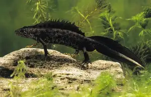 View - Northern Crested Newt: A Legendary Amphibian's Mysterious Underwater Beauty - image 8