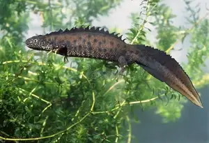 View - Northern Crested Newt: A Legendary Amphibian's Mysterious Underwater Beauty - image 1