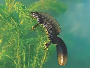 View - Northern Crested Newt: A Legendary Amphibian's Mysterious Underwater Beauty - image 0