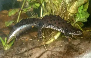View - Northern Crested Newt: A Legendary Amphibian's Mysterious Underwater Beauty - image 4
