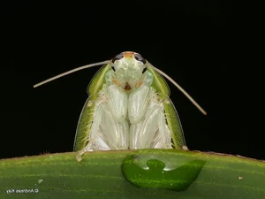 Evolutionary Marvels: How Cockroaches Outlasted Dinosaurs and Mastered the Art of Survival for Millions of Years - image 1