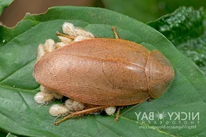Evolutionary Marvels: How Cockroaches Outlasted Dinosaurs and Mastered the Art of Survival for Millions of Years - image 2