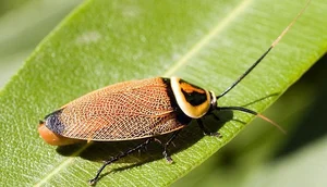 Evolutionary Marvels: How Cockroaches Outlasted Dinosaurs and Mastered the Art of Survival for Millions of Years - image 5