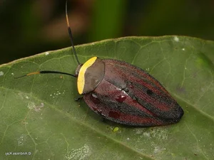 Evolutionary Marvels: How Cockroaches Outlasted Dinosaurs and Mastered the Art of Survival for Millions of Years - image 0
