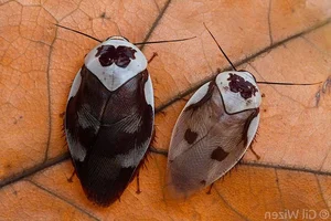 Evolutionary Marvels: How Cockroaches Outlasted Dinosaurs and Mastered the Art of Survival for Millions of Years - image 6