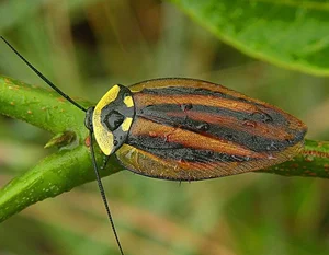Evolutionary Marvels: How Cockroaches Outlasted Dinosaurs and Mastered the Art of Survival for Millions of Years - image 7