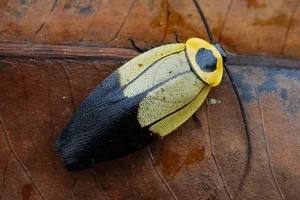 Evolutionary Marvels: How Cockroaches Outlasted Dinosaurs and Mastered the Art of Survival for Millions of Years - image 8