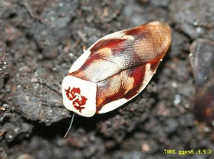 Evolutionary Marvels: How Cockroaches Outlasted Dinosaurs and Mastered the Art of Survival for Millions of Years - image 4