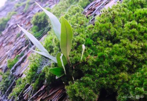 Discovering the Ancient Moss-Roofed Houses of Northeast Vietnam’s High Peaks - image 9