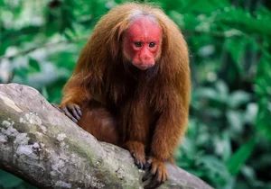 Nature's Real-Life Aliens: 10 Bizarre Creatures That Defy Imagination and Evolution - image 1