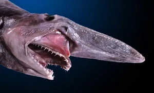 Nature's Real-Life Aliens: 10 Bizarre Creatures That Defy Imagination and Evolution - image 2