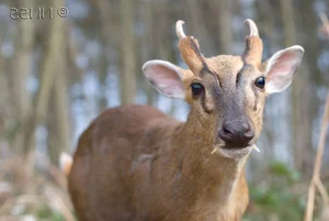 Nature's Real-Life Aliens: 10 Bizarre Creatures That Defy Imagination and Evolution - image 4