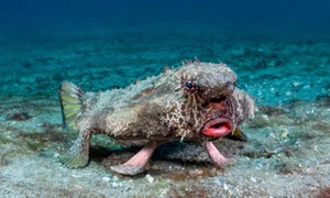Nature's Real-Life Aliens: 10 Bizarre Creatures That Defy Imagination and Evolution - image 3