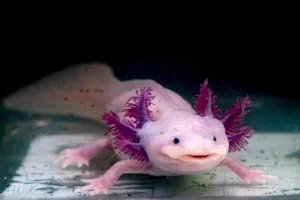 Nature's Real-Life Aliens: 10 Bizarre Creatures That Defy Imagination and Evolution - image 6