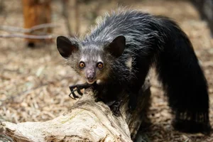 Nature's Real-Life Aliens: 10 Bizarre Creatures That Defy Imagination and Evolution - image 5