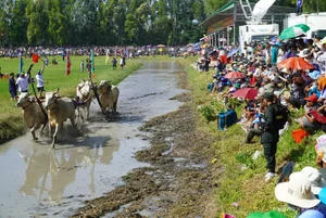 Bay Nui Cow Racing: An Giang's Thrilling Cultural Festival - image 7