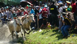 Bay Nui Cow Racing: An Giang's Thrilling Cultural Festival - image 8